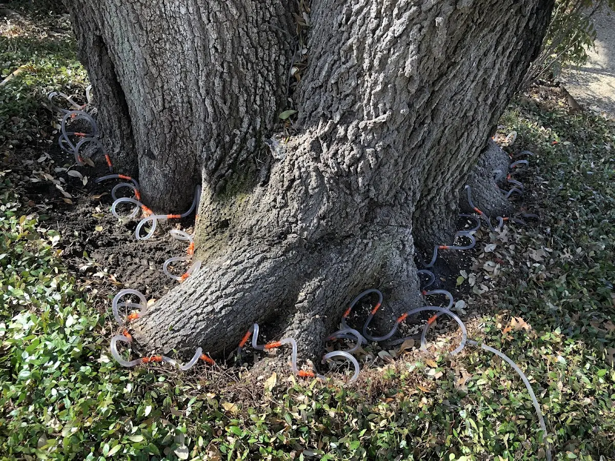 Detailed Tree Cabling and Bracing job site in Wahkiacus