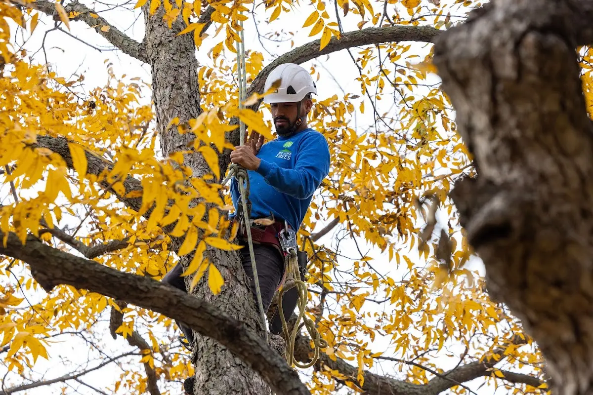 Skilled Tree Pruning crew working in Wahkiacus