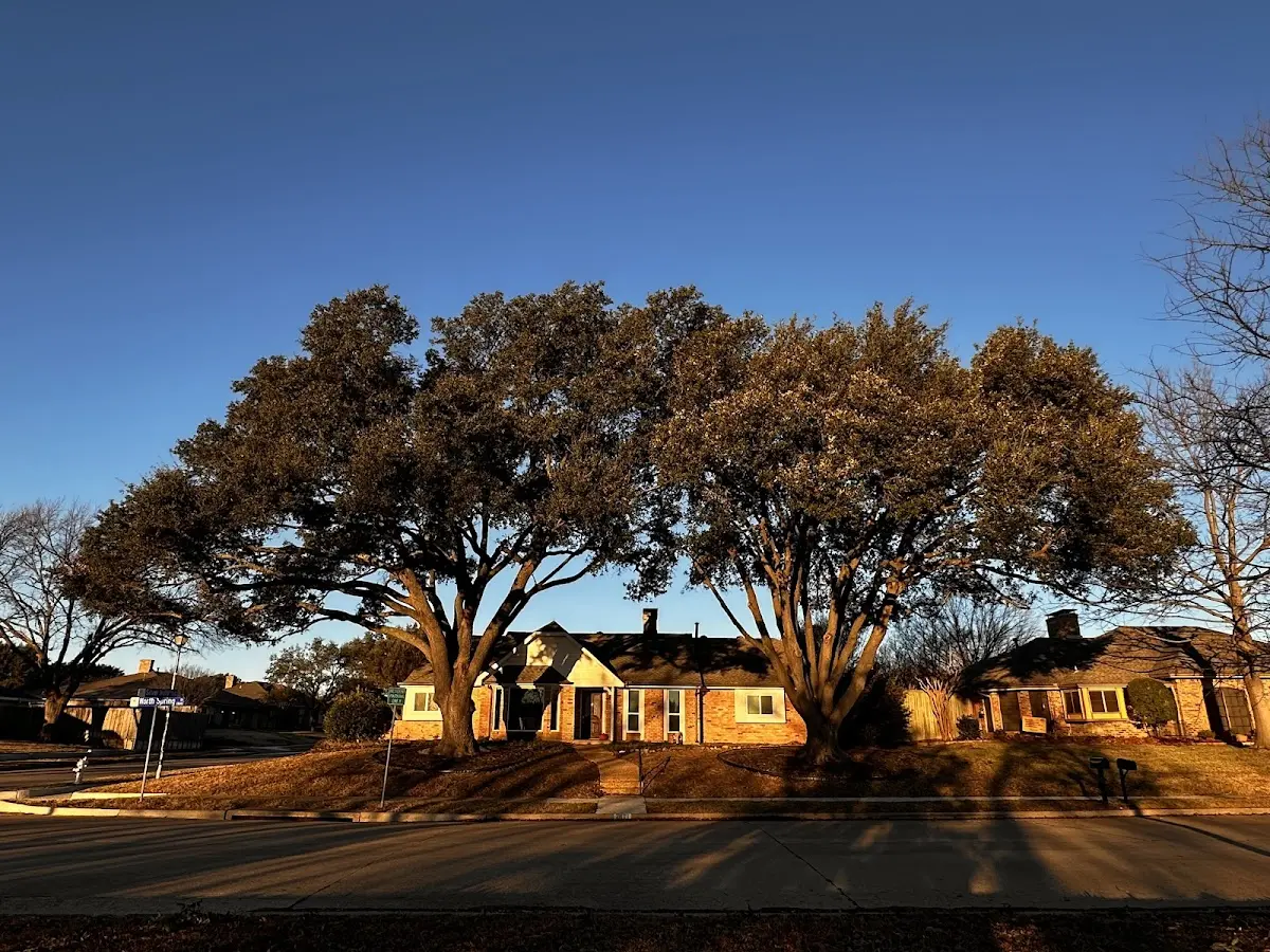 Established residential canopy tree shading a home in Wahkiacus